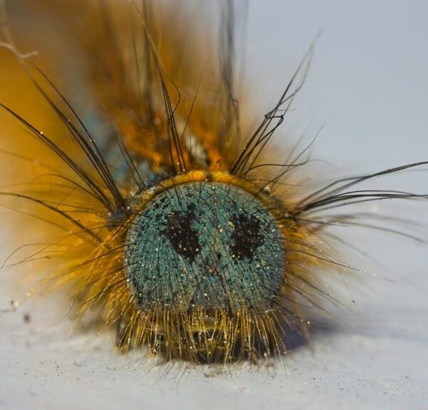 fix folpzo333 bugs guide