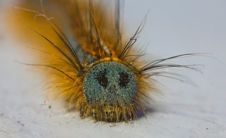 fix folpzo333 bugs guide