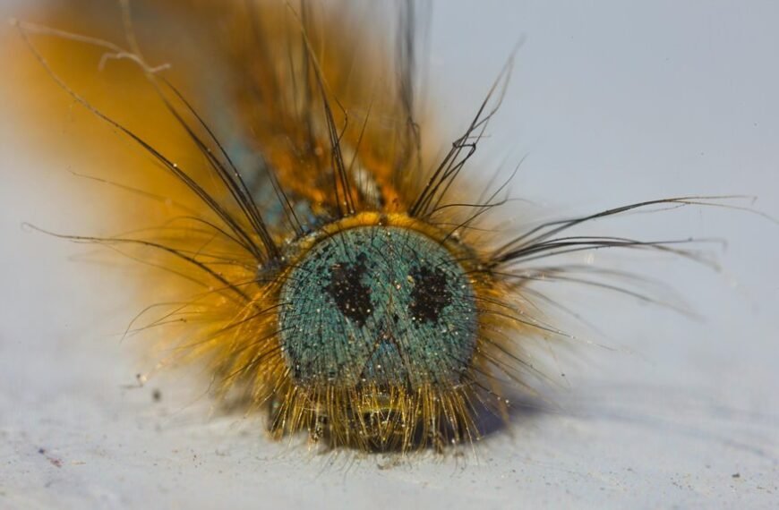 fix folpzo333 bugs guide