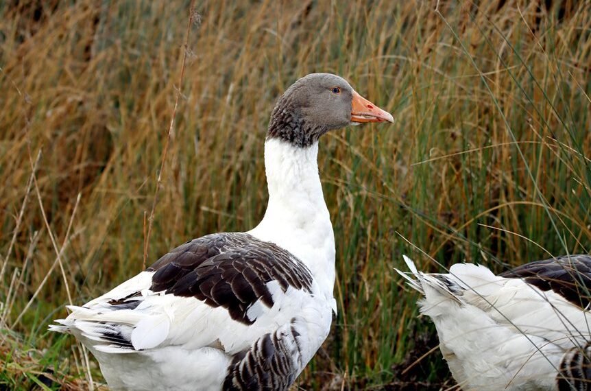 flavial s profile summary overview